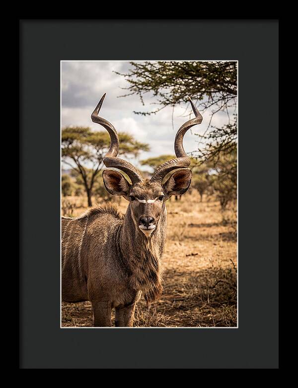 African Kudu Bull Portrait