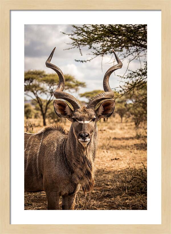 African Kudu Bull Portrait