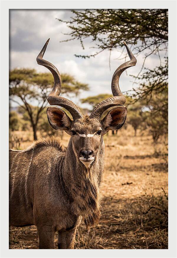 African Kudu Bull Portrait