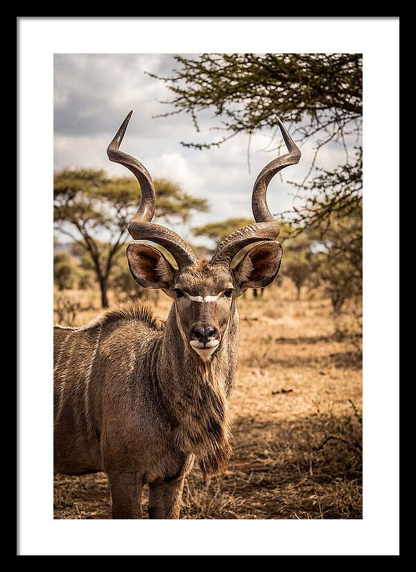 African Kudu Bull Portrait