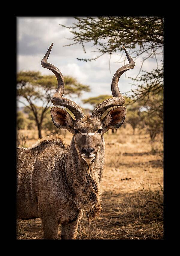 African Kudu Bull Portrait