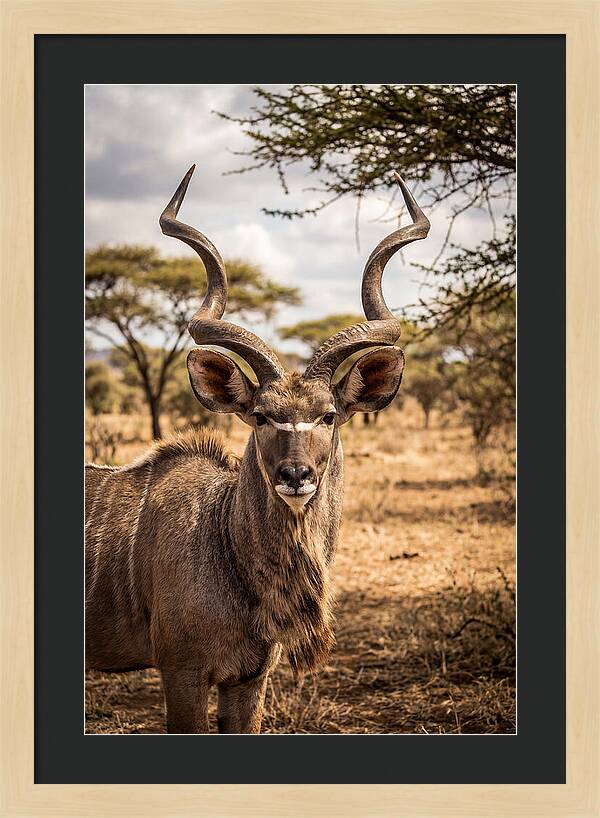 African Kudu Bull Portrait