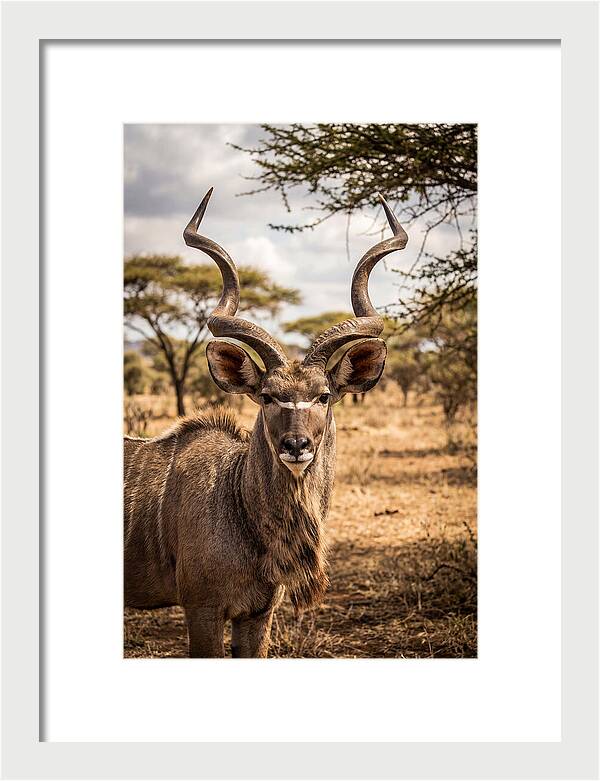 African Kudu Bull Portrait