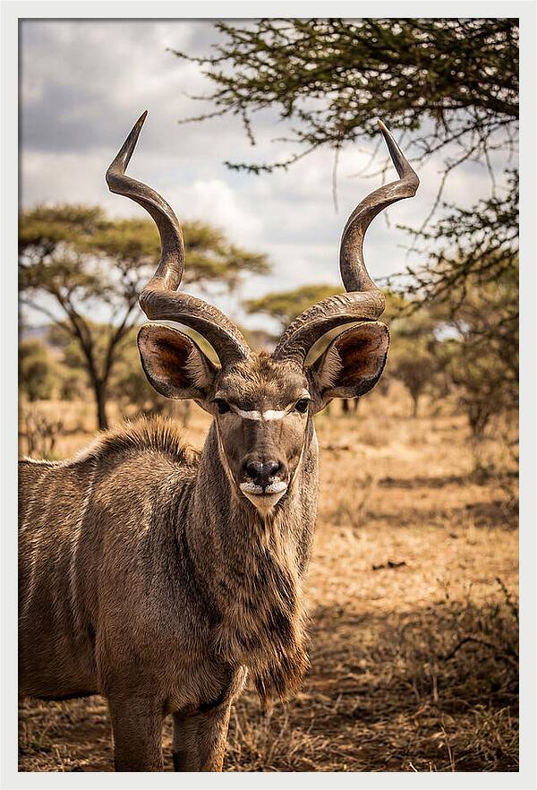 African Kudu Bull Portrait