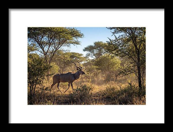 African Kudu Grazing In Habitat