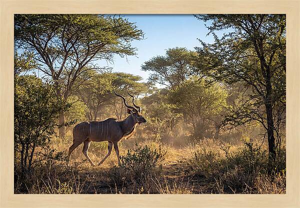 African Kudu Grazing In Habitat