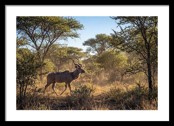 African Kudu Grazing In Habitat