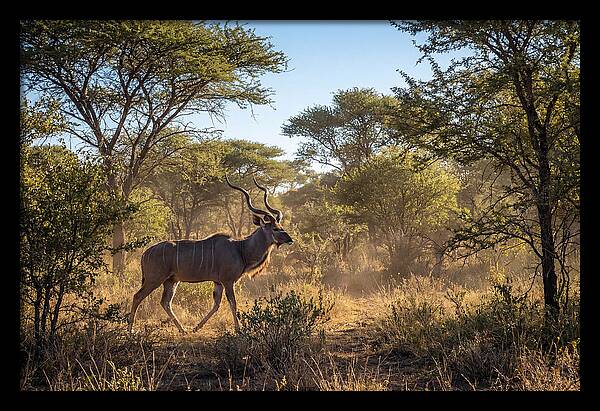 African Kudu Grazing In Habitat