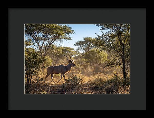 African Kudu Grazing In Habitat
