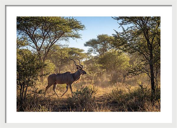 African Kudu Grazing In Habitat