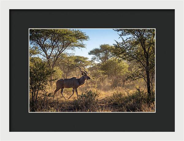 African Kudu Grazing In Habitat