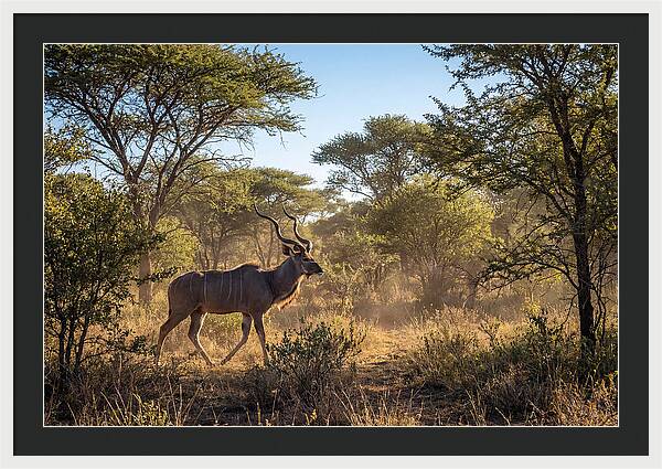 African Kudu Grazing In Habitat