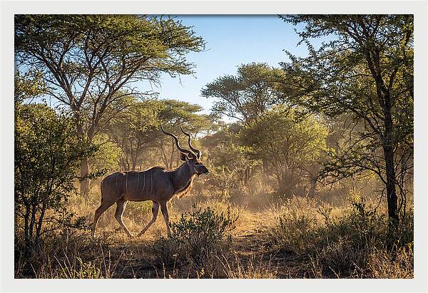 African Kudu Grazing In Habitat