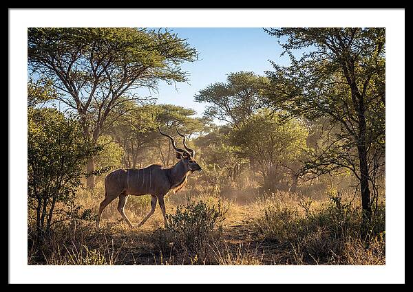 African Kudu Grazing In Habitat