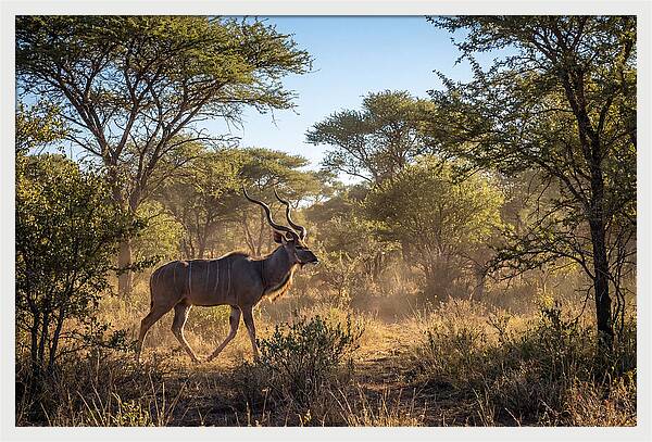 African Kudu Grazing In Habitat