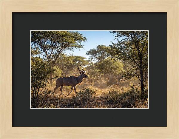 African Kudu Grazing In Habitat