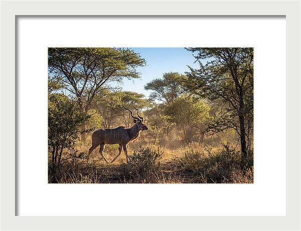 African Kudu Grazing In Habitat