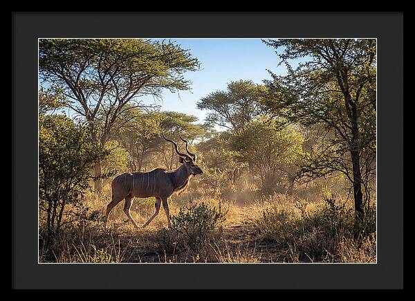 African Kudu Grazing In Habitat