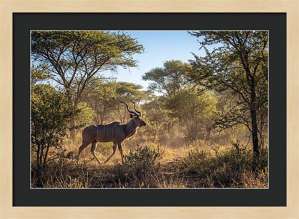 African Kudu Grazing In Habitat