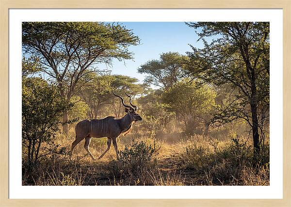 African Kudu Grazing In Habitat
