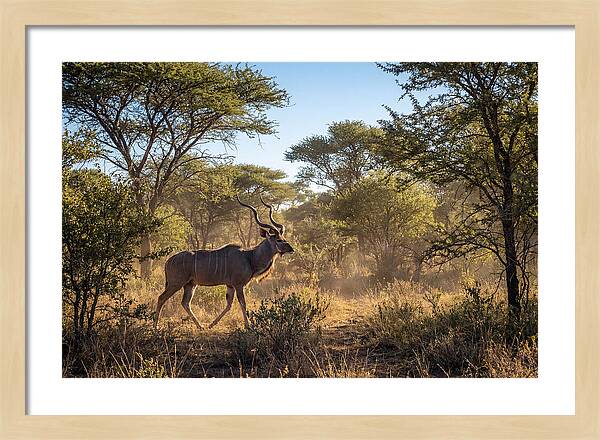 African Kudu Grazing In Habitat