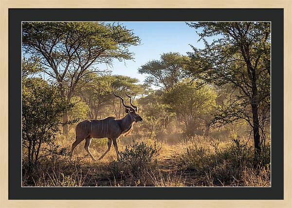 African Kudu Grazing In Habitat