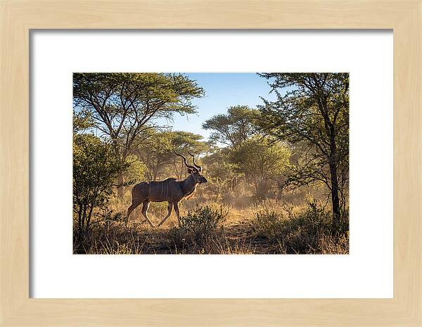 African Kudu Grazing In Habitat