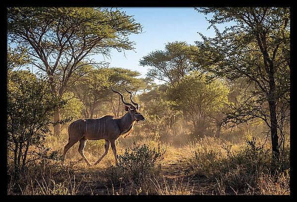 African Kudu Grazing In Habitat