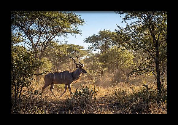 African Kudu Grazing In Habitat
