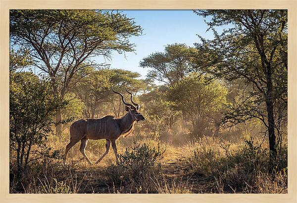 African Kudu Grazing In Habitat