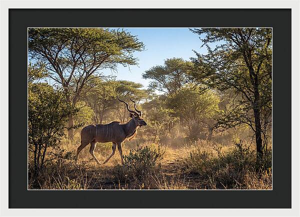 African Kudu Grazing In Habitat