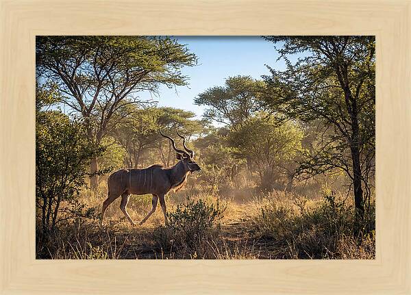 African Kudu Grazing In Habitat