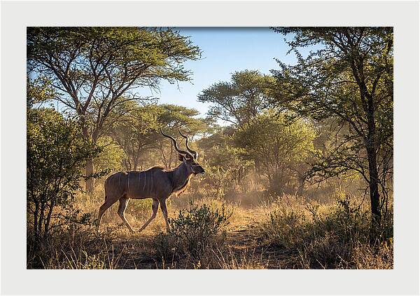 African Kudu Grazing In Habitat