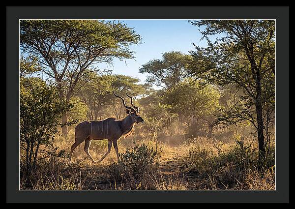 African Kudu Grazing In Habitat