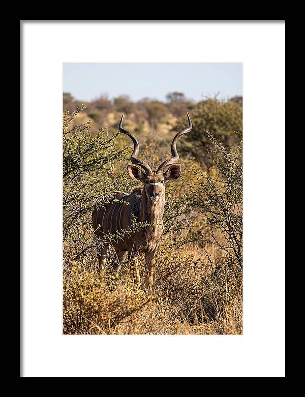 African Kudu In Bushveld Serenity