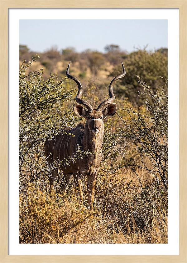 African Kudu In Bushveld Serenity