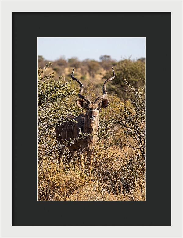 African Kudu In Bushveld Serenity