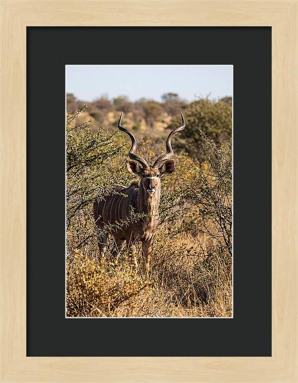 African Kudu In Bushveld Serenity