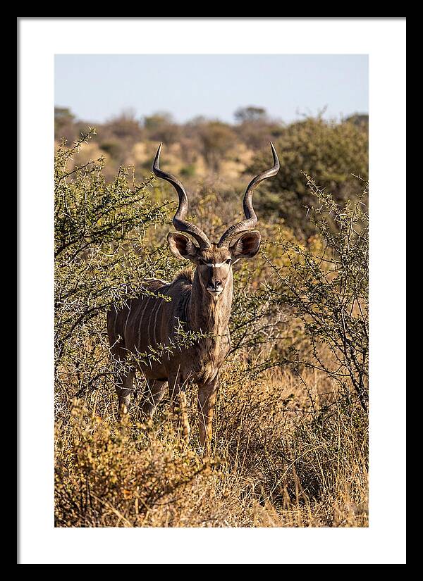 African Kudu In Bushveld Serenity
