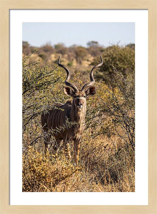 African Kudu In Bushveld Serenity