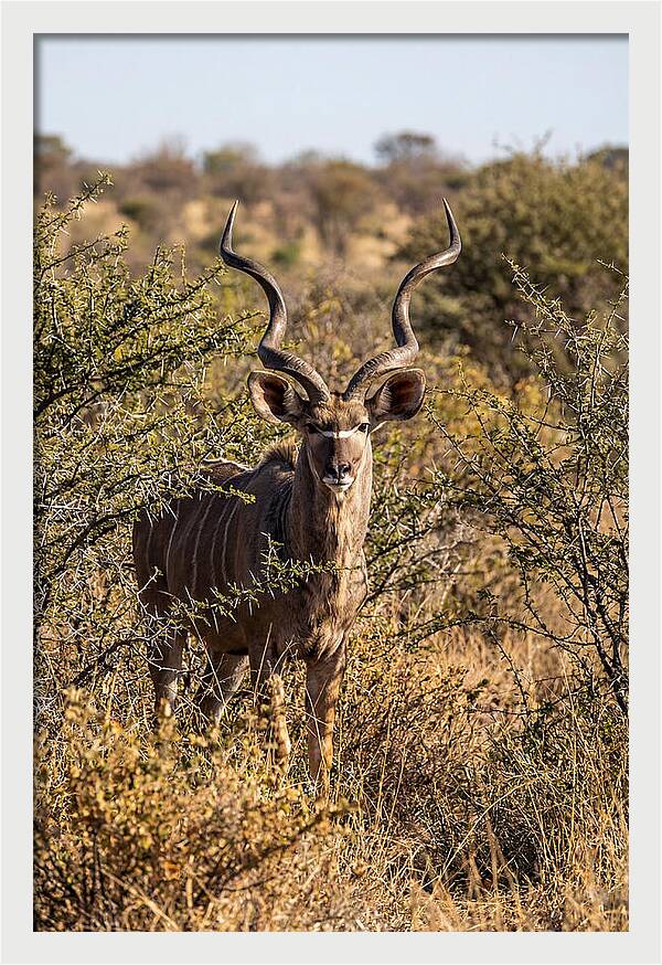 African Kudu In Bushveld Serenity