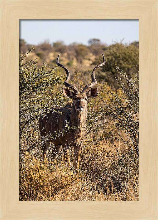 African Kudu In Bushveld Serenity