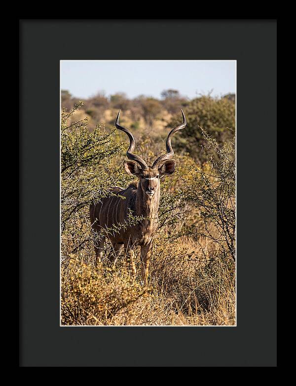 African Kudu In Bushveld Serenity