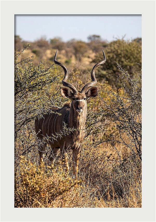 African Kudu In Bushveld Serenity