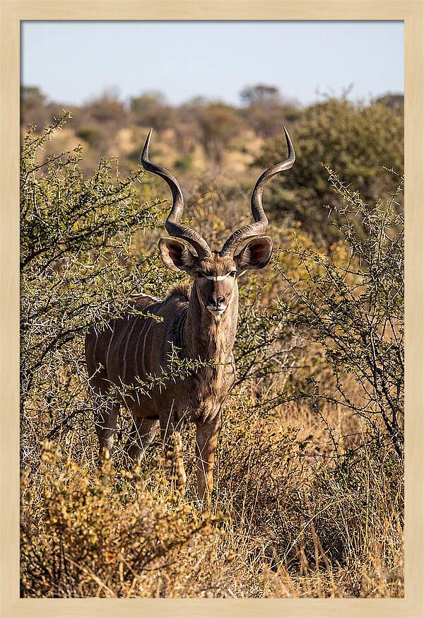 African Kudu In Bushveld Serenity