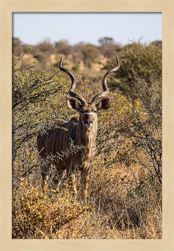 African Kudu In Bushveld Serenity