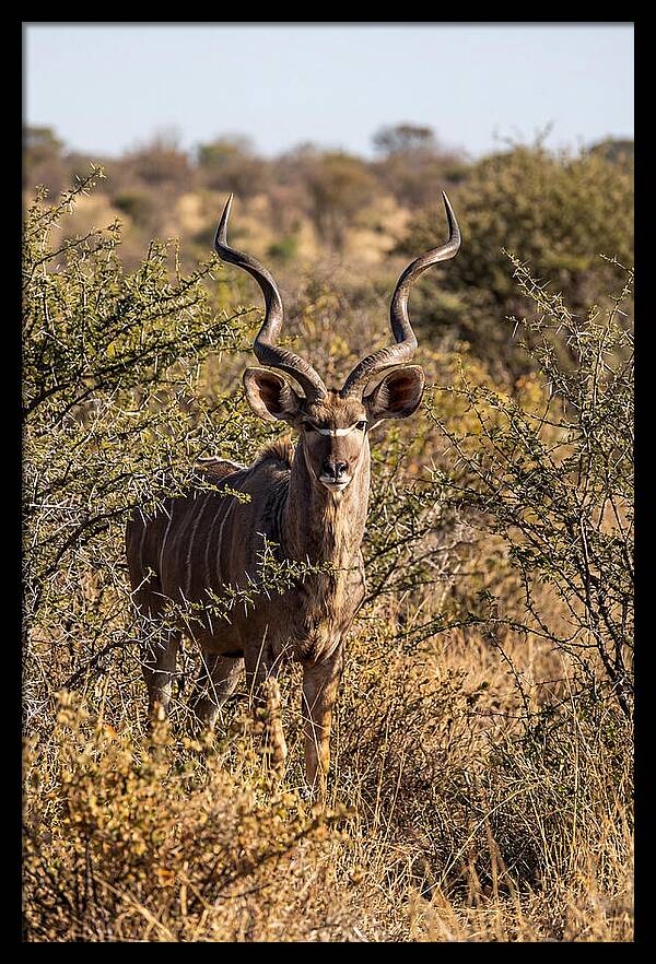 African Kudu In Bushveld Serenity