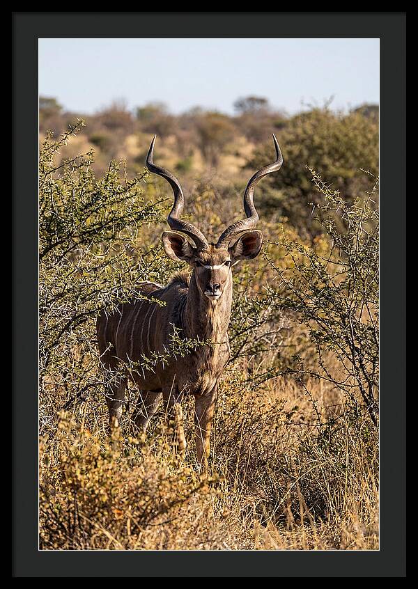 African Kudu In Bushveld Serenity
