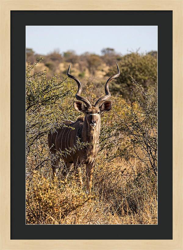 African Kudu In Bushveld Serenity