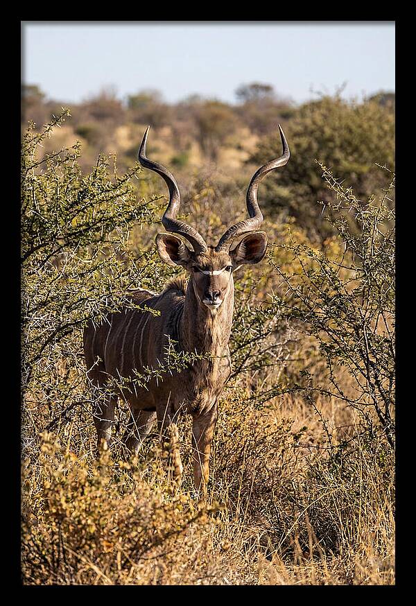 African Kudu In Bushveld Serenity